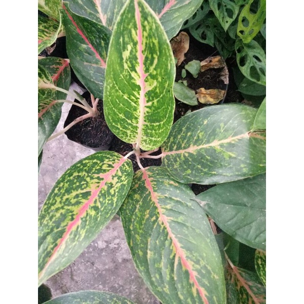 Aglonema Roro Mendut  lokal stang panjang 4-6 daun