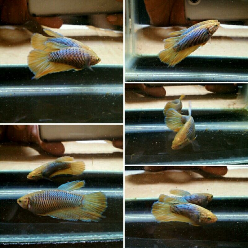 cupang yellow fancy/female/real pic