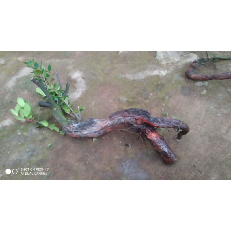 bahan bonsai santigi/cantigi gunung prospek berkarakter