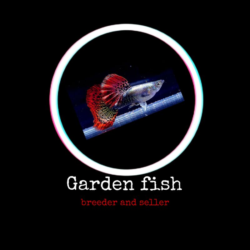 HiasanGuppy Red Dragon Halfmoon