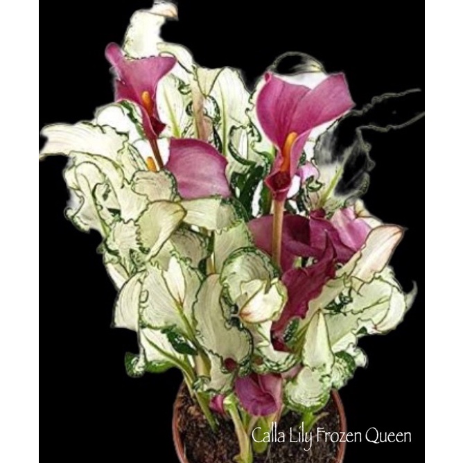 Umbi Calla Lily Frozen Queen
