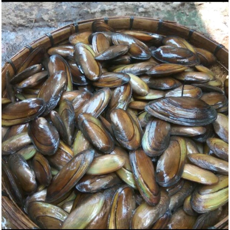 KERANG KIJING AIR TAWAR HIDUP