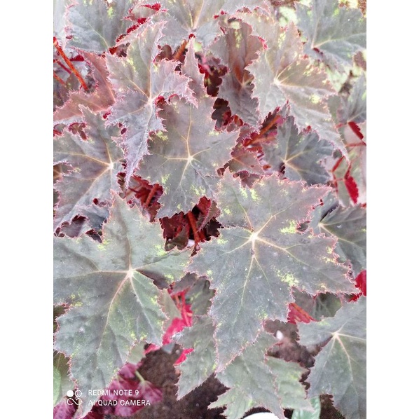 begonia bintang