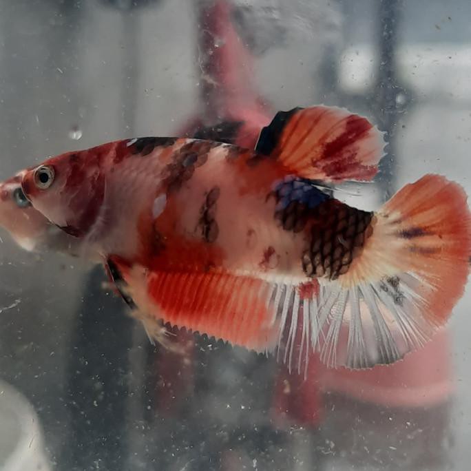 Terbaru Cupang Plakat Female Nemo
