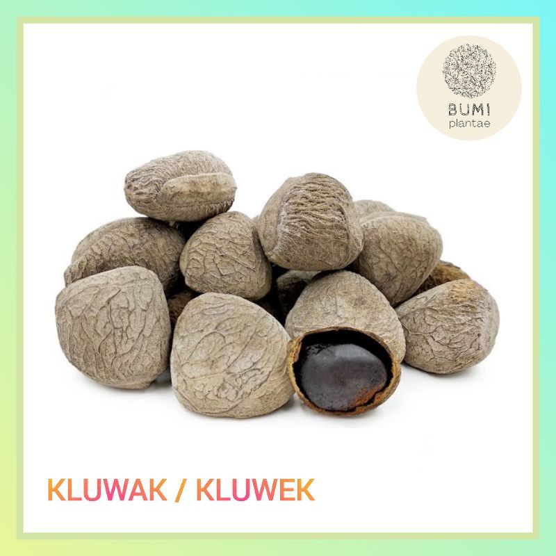 

Kluwak Kluwek 250 gram - Rempah Bumbu Segar