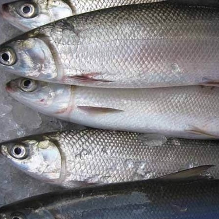 

ikan bolu bandeng pasar online makassar