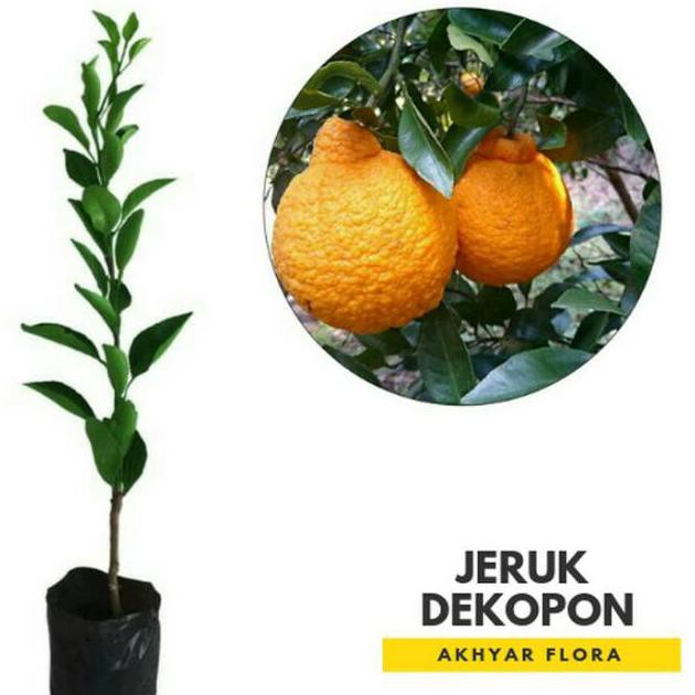 tanaman bibit jeruk dekopon okulasi