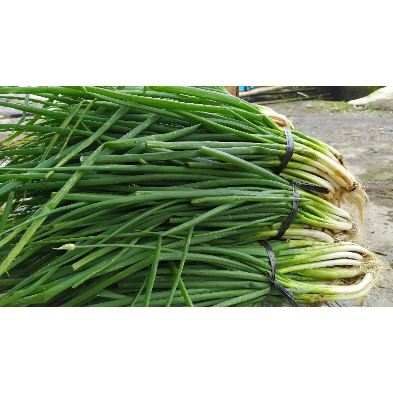 

Daun Onclang 1 kg