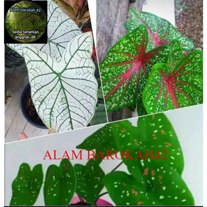 Promo paket 3 tanaman hias keladi cantik