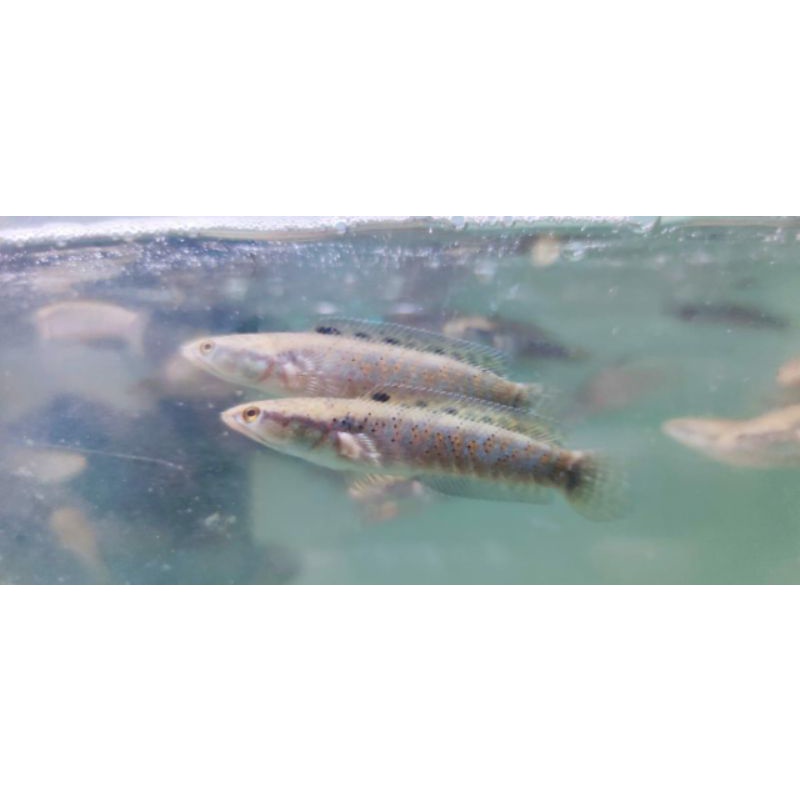 Ikan Channa Pulchra Red Dot X Stripe 5cm