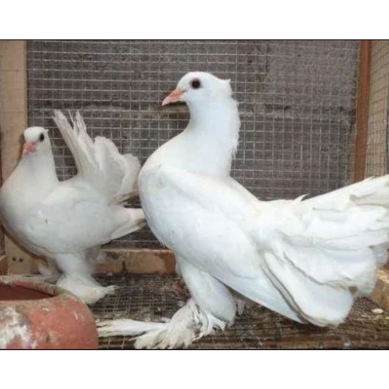 burung merpati kipas sepasang