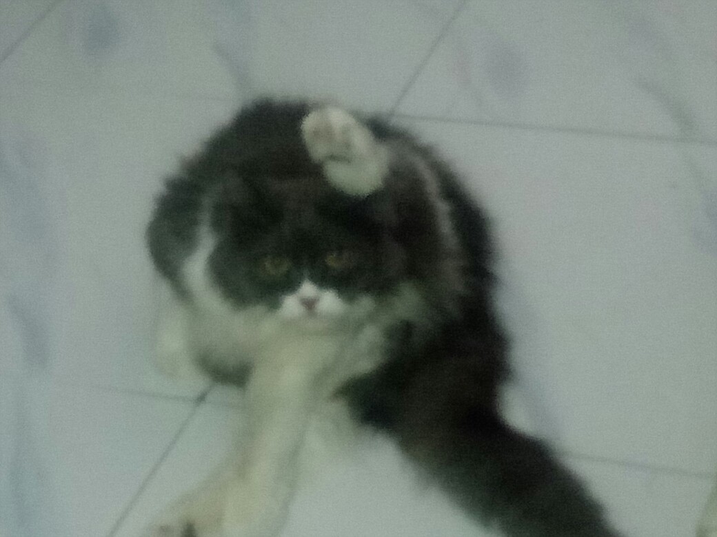 Sarung Tangan Karet Serbaguna Kuat Untuk Cuci Piring, Cuci Baju Dll