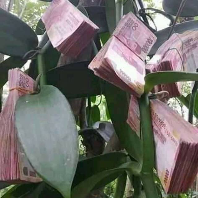 Bibit vanili meteran