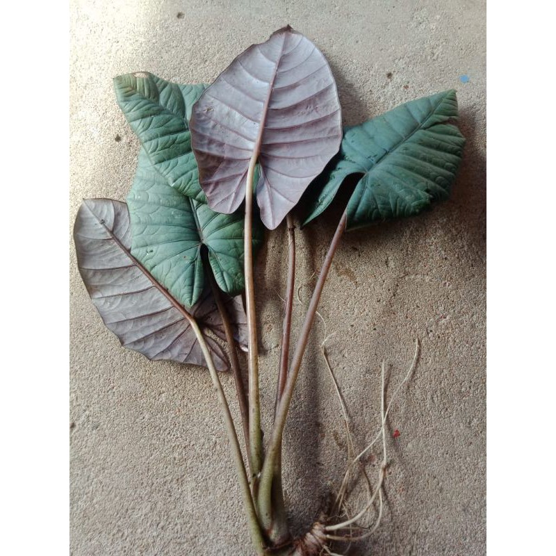 paket 4 bonggol alocasia reginae / bisma