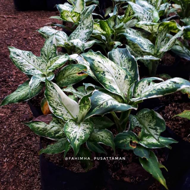 Tanaman Blanceng Putih Blanceng Susu