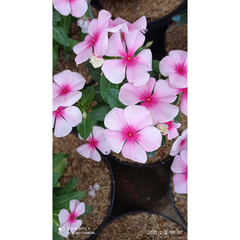 

vinca