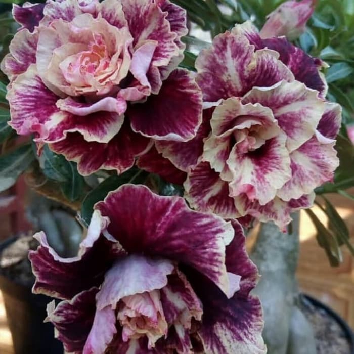 

Bibit Bunga Kamboja Adenium Golden Years