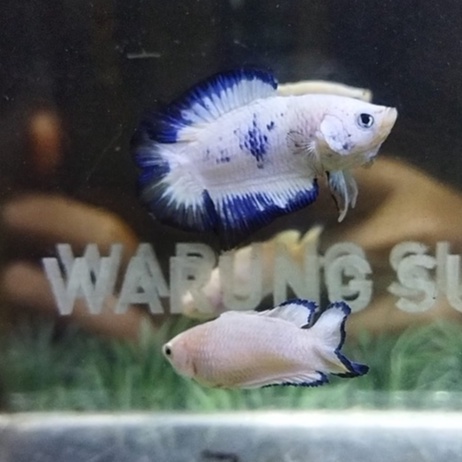 HIASAN AKUARIUM SEPASANG PKDT BLUE RIM 100% REALPICT (99DTBRP1)