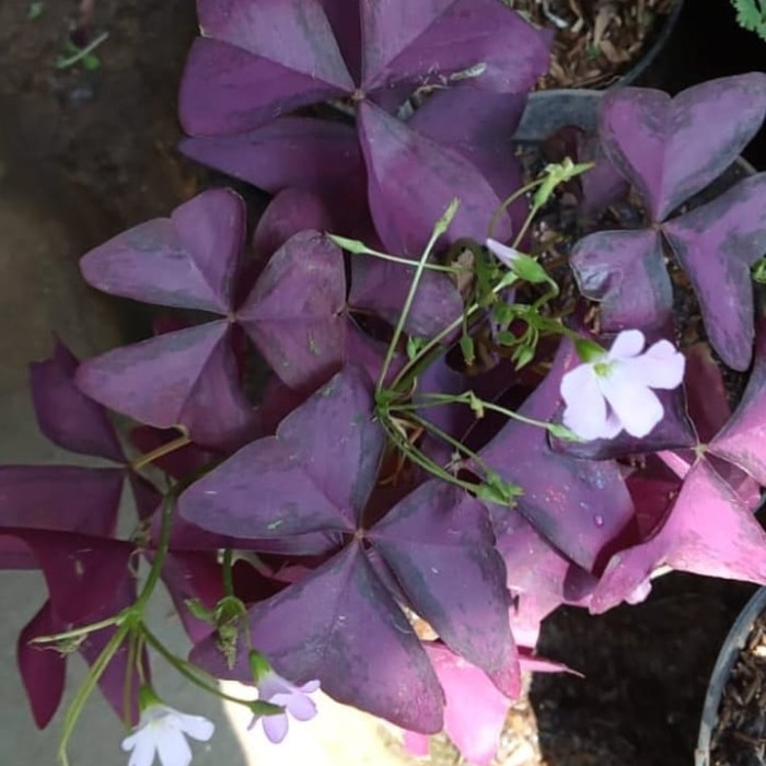 tanaman hias oxalis triangularis kupu - oxalis