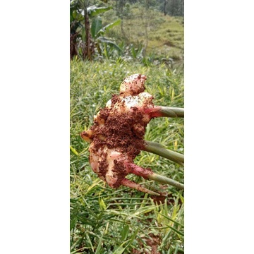 bibit jahe merah super siap tanam