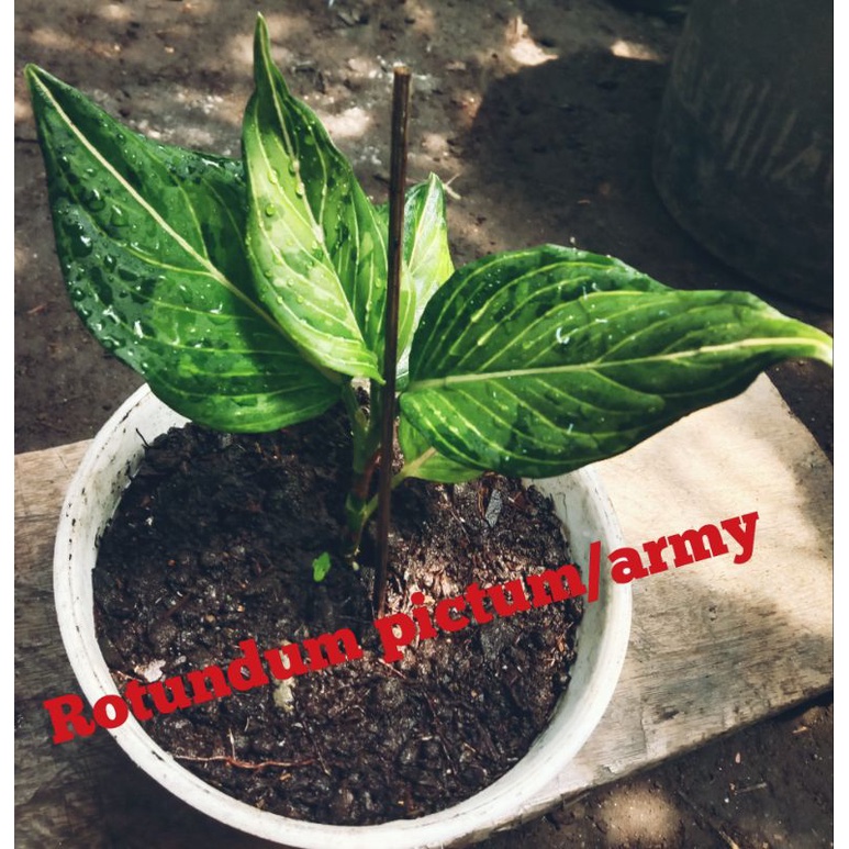 Tanaman hias Aglaonema/Aglaonema Rotundum aceh x pictum triii colour/army rawatan