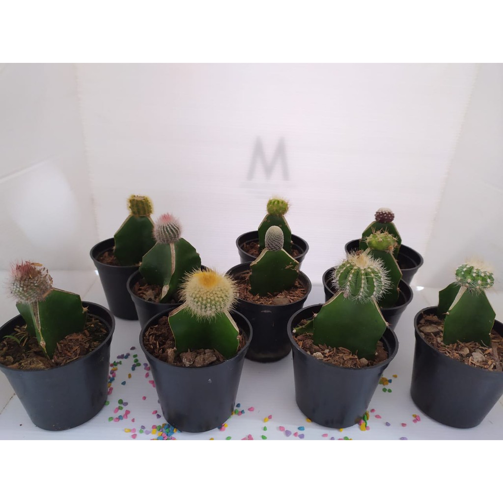 Tanaman Kaktus Mini Paket 10pcs Gratis Pot Hitam Bebas Pilih Jenis Kaktus Shopee Indonesia