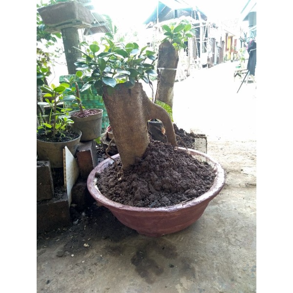 bonsai iprik dolar