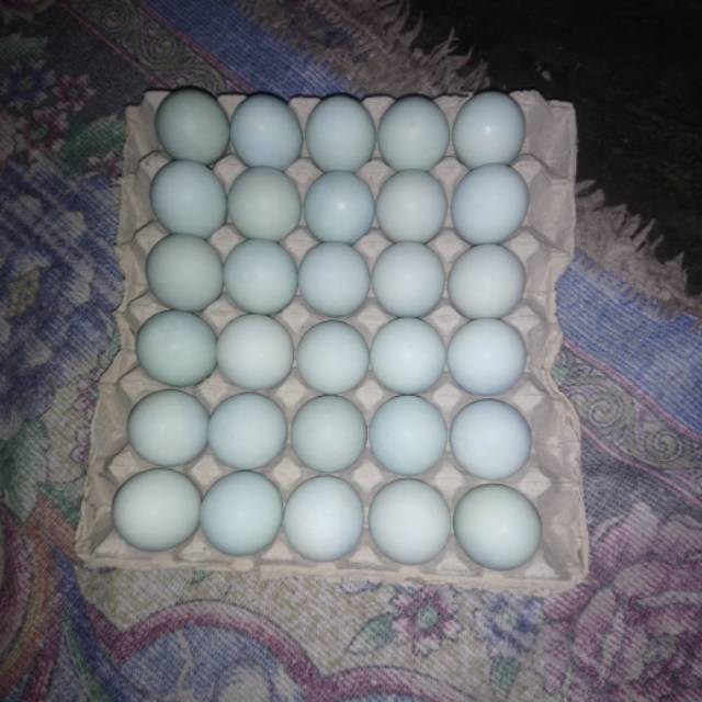 

Telor asin bandung asoy geboy