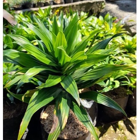 Tanaman Hanjuang Hijau / andong kompakta hijau / andong kemoceng hijau