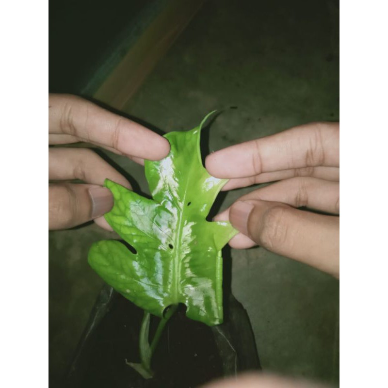 MONSTERA /Monstera ekor naga