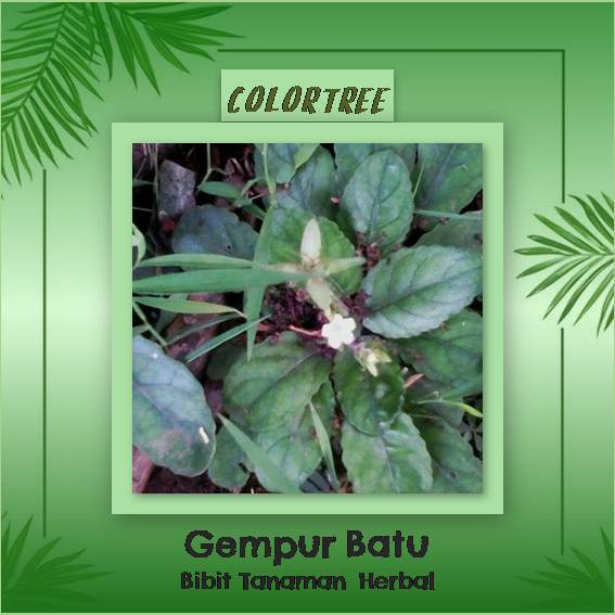 Bibit Tanaman Herbal Gempur Batu