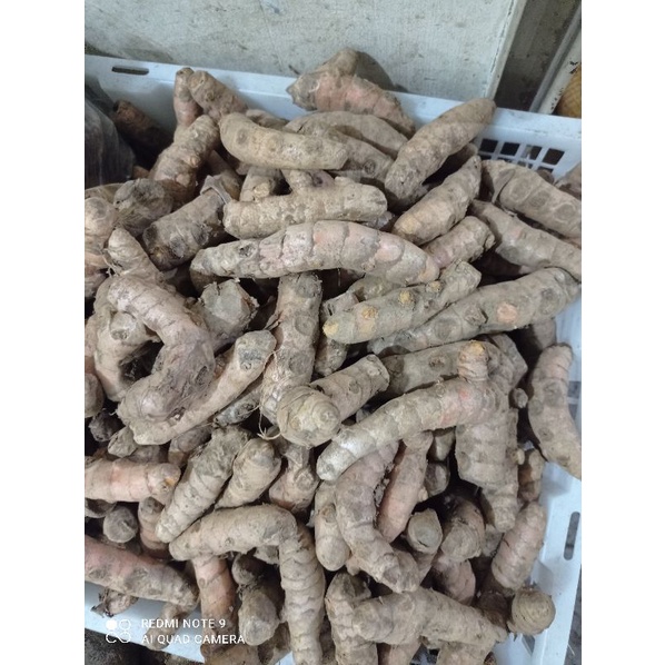 

Kunyit kecil 500 gr