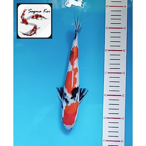 Koi Showa Lokal Blitar 25 CM