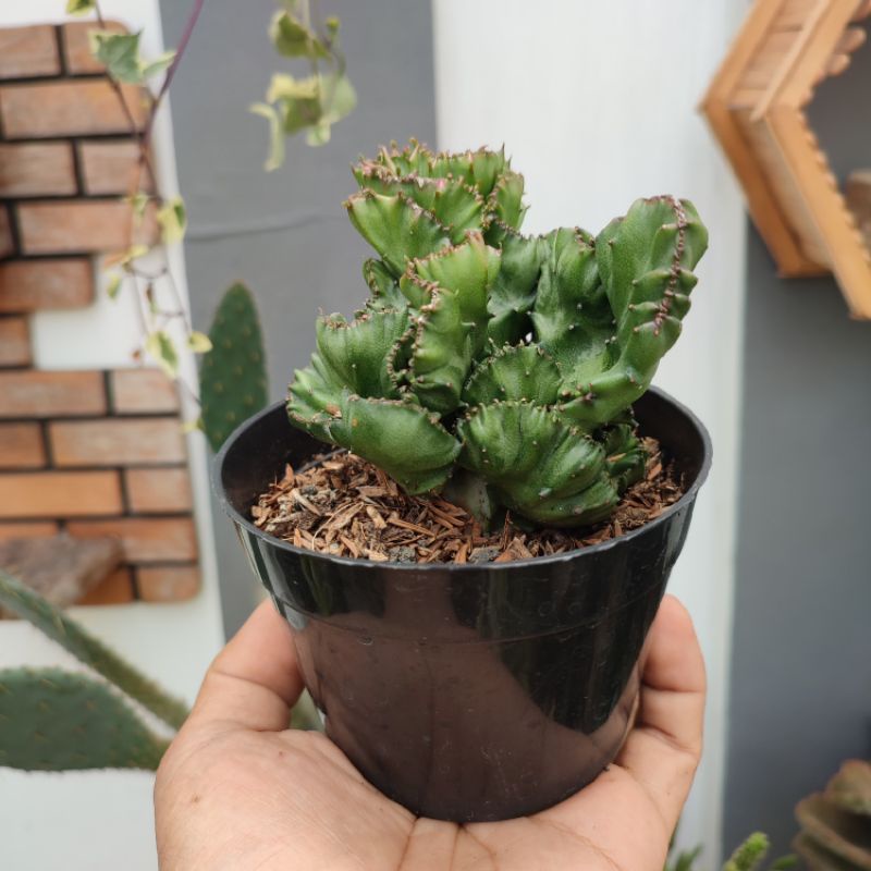 Euphorbia Lactea | Size S | DP 10cm