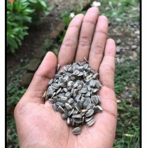 benih bunga matahari/biji bunga matahari