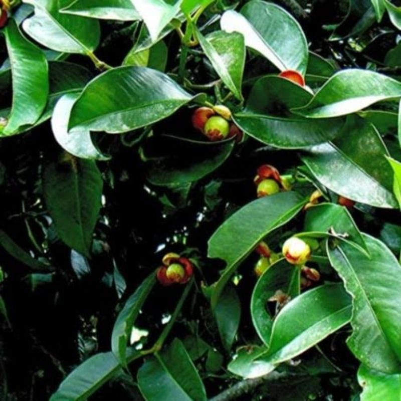

Termurah daun manggis segar asli