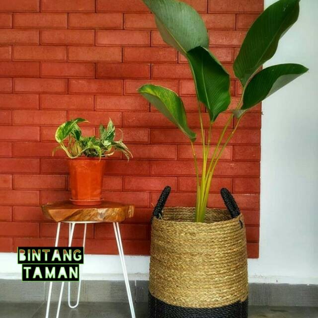 Calathea lisong,  Calathea lutea pisang calathea pohon indoor