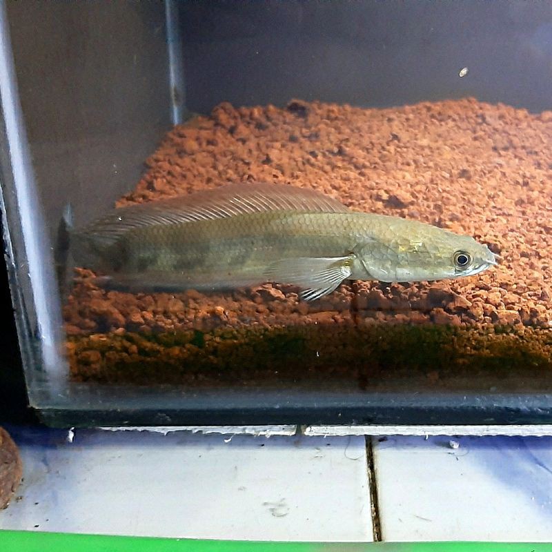 channa maru ys unik semi sb