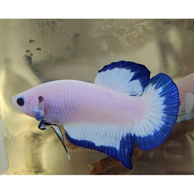 

blue rim betta fish
