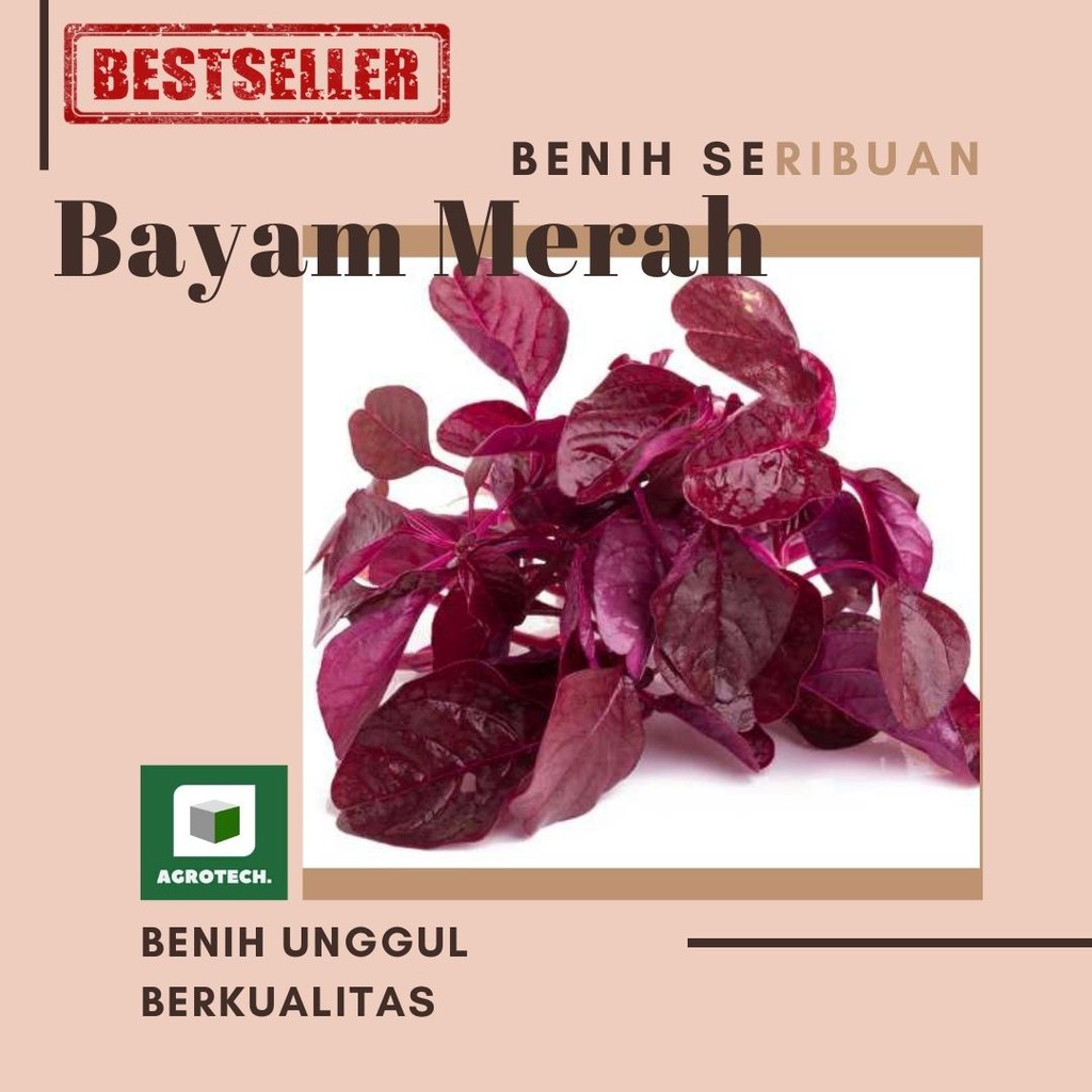 

BAYAM MERAH REPACKING ECER SERIBUAN
