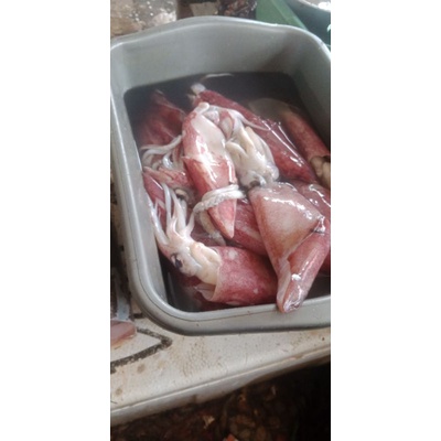 

Cumi cumi segar 500gr