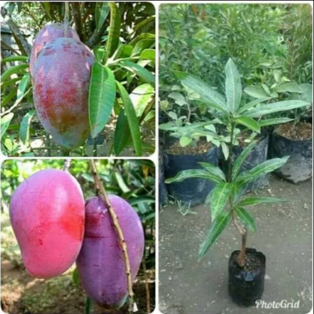 Bibit tanaman mangga irwin mangga ungu mangga irwin bibit mangga irwin murah