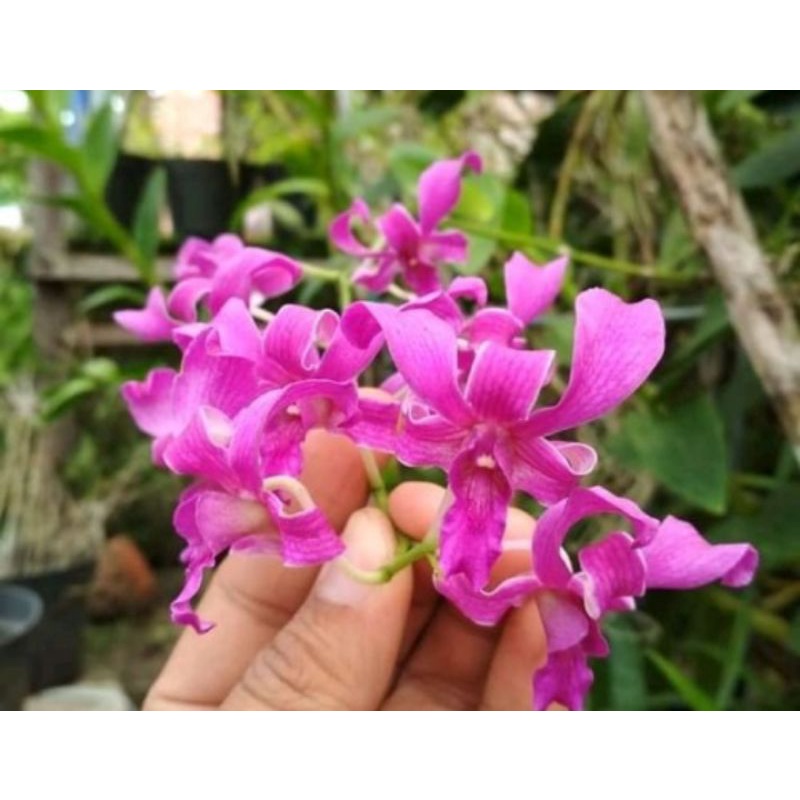 Anggrek Superbean tual maluku