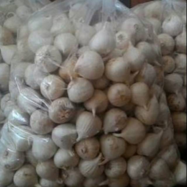 

Bawang tunggal