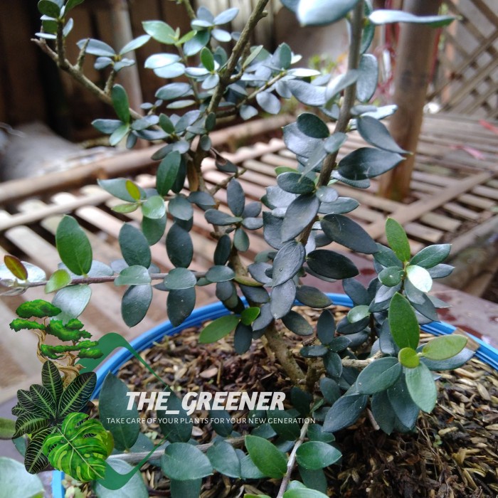 Bibit Bahan Bonsai black Olive
