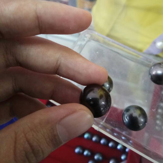 Mutiara hitam air laut asli