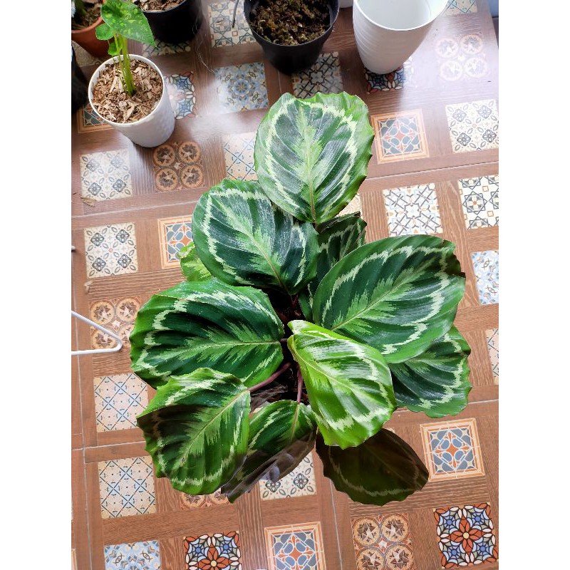 calathea medallion import