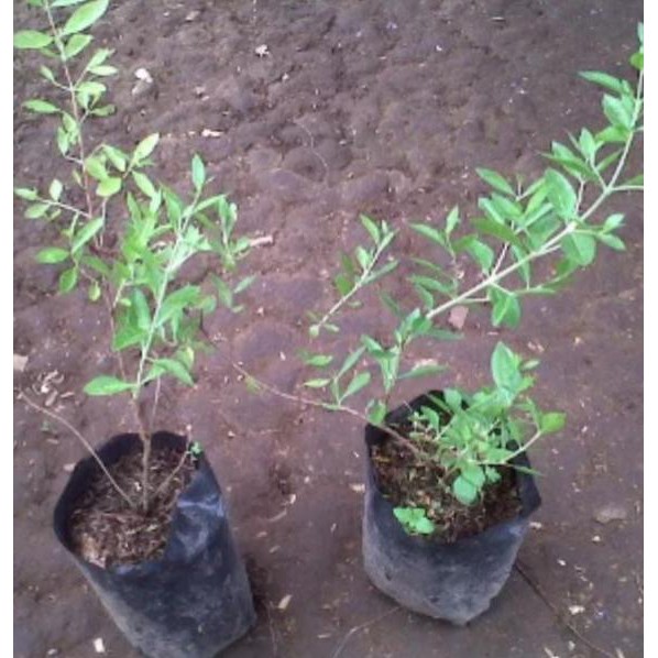 bibit tanaman daun pacar arab/pacar kuku/pewarna kuku/pohon henna cle0