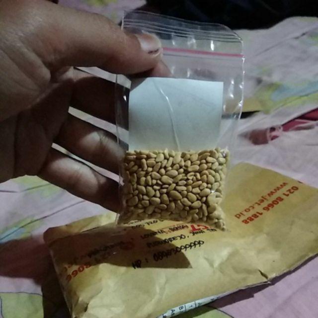 Berisi 500 Biji Benih Bonsai Kawista Batu / Kawista Kerikil Siap Semai