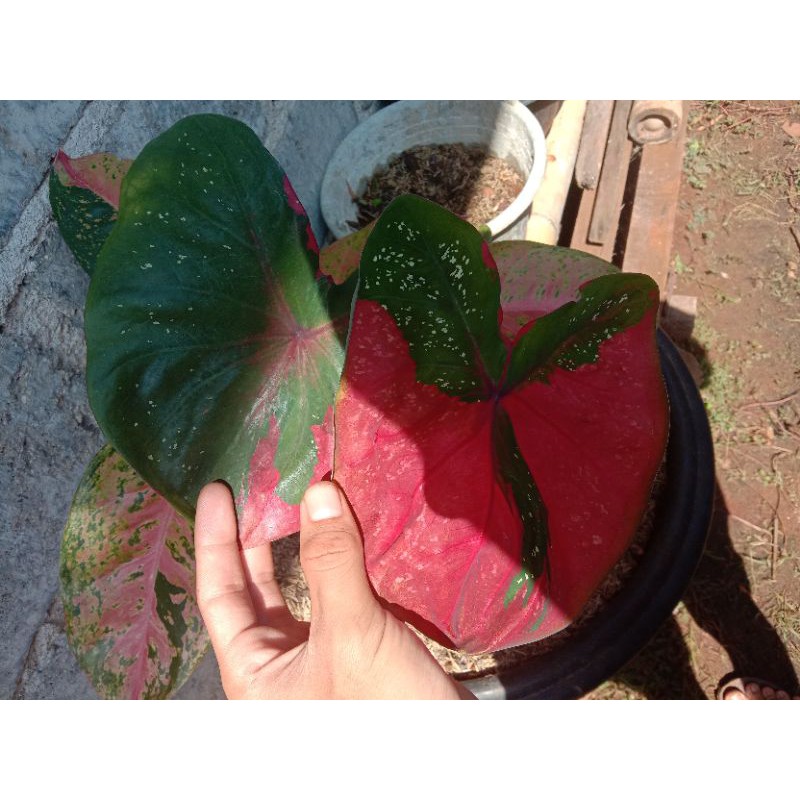 Keladi baret merah dewasa besar